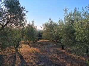 Olivi estate