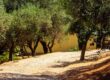 Sentiero soleggiato attraverso un uliveto mediterraneo in estate - Frantoio Gentili