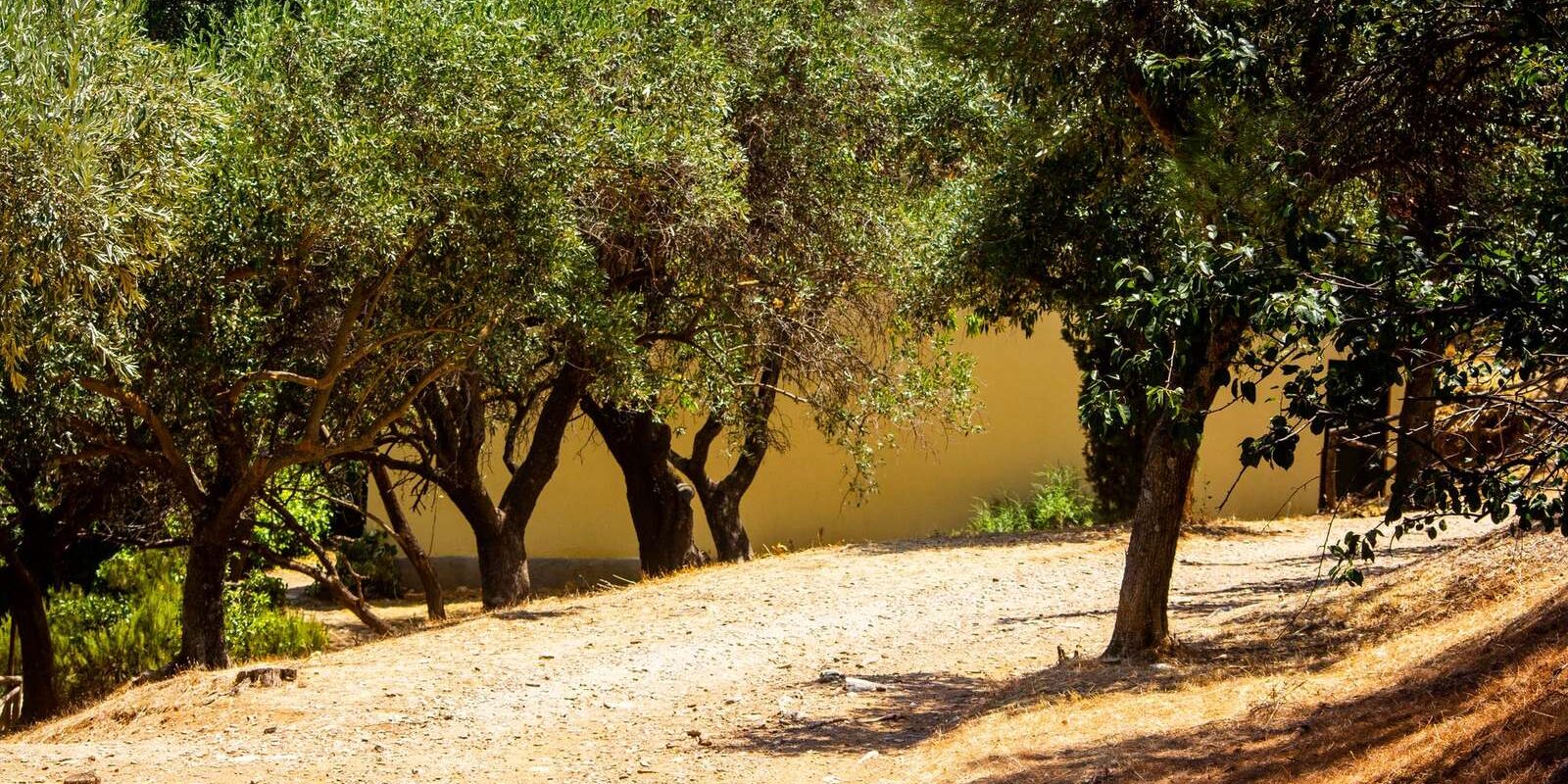 Uliveto Mediterraneo Estate – Frantoio Gentili Sentiero soleggiato attraverso un uliveto mediterraneo in estate - Frantoio Gentili