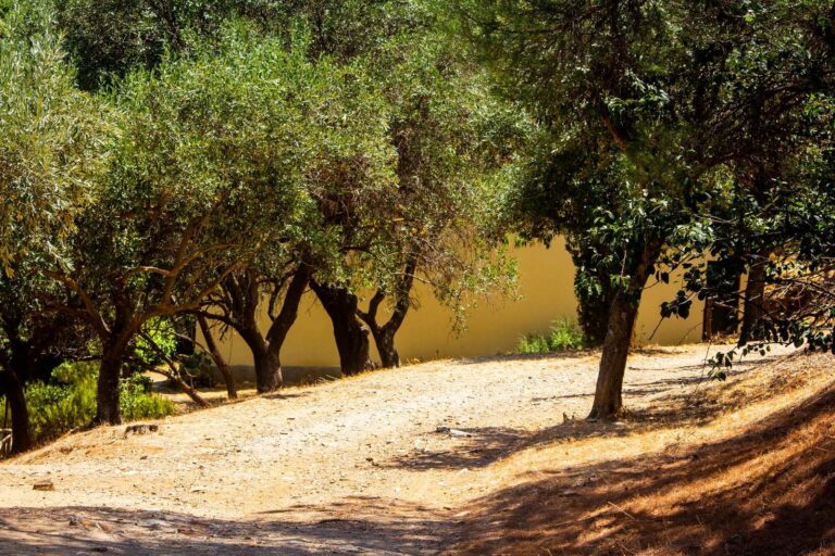 Sentiero soleggiato attraverso un uliveto mediterraneo in estate - Frantoio Gentili