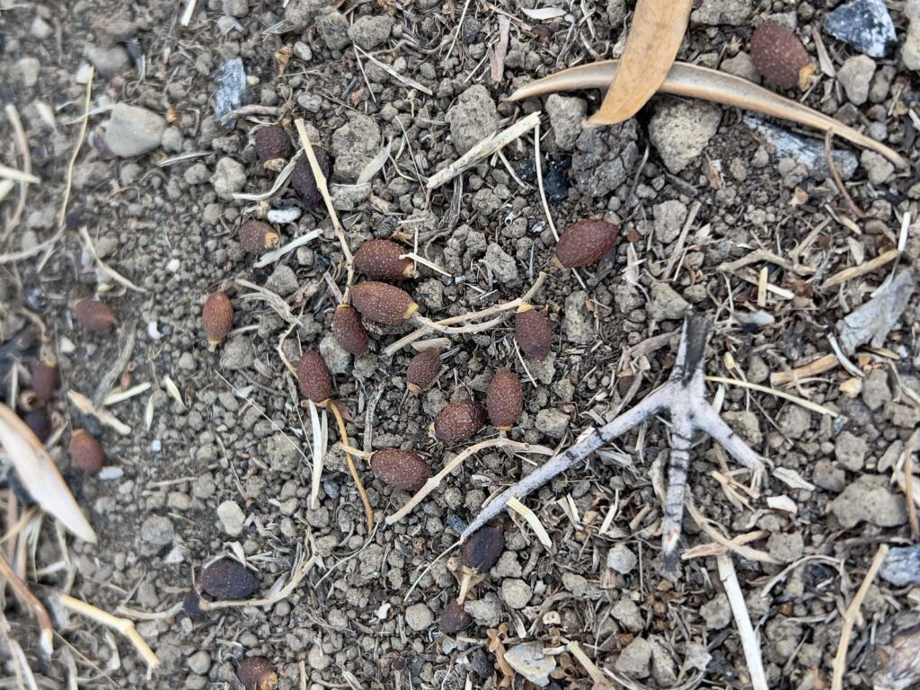 Cascola delle olive