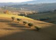 Uliveto italiano nella valle sotto il sole d'estate, raccolta olive 2026