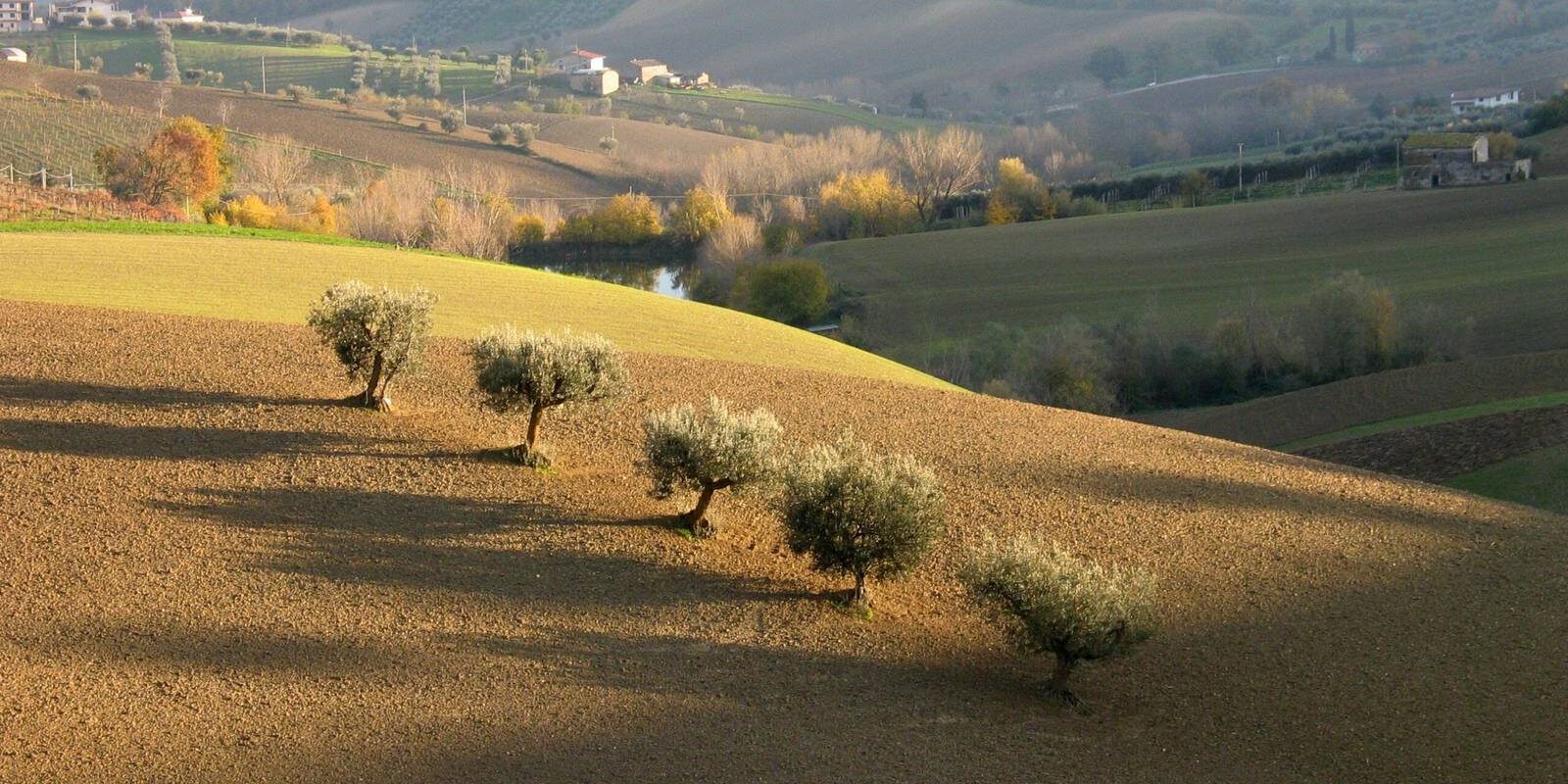 Uliveto italiano nella valle sotto il sole d'estate, raccolta olive 2026