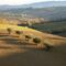 Uliveto italiano nella valle sotto il sole d'estate, raccolta olive 2026