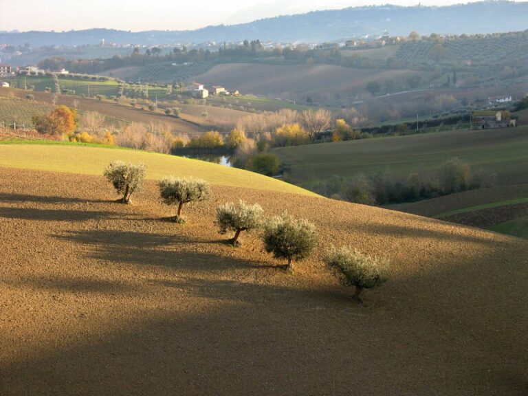 Uliveto italiano nella valle sotto il sole d'estate, raccolta olive 2026