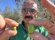 Titolare del Frantoio Gentili con le olive della raccolta 2026